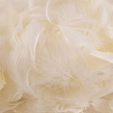 Clear Helium Filled Single Bubble Balloon With Feathers