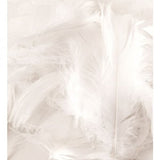 Clear Helium Filled Single Bubble Balloon With Feathers